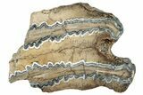 Mammoth Molar Slice With Case - South Carolina #291223-1